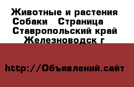 Животные и растения Собаки - Страница 3 . Ставропольский край,Железноводск г.